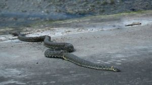 Змеи выползают на берег воронежского водохранилища