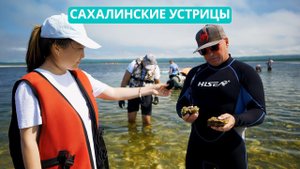 Как сохранить сахалинских устриц в лагуне озера Буссе?