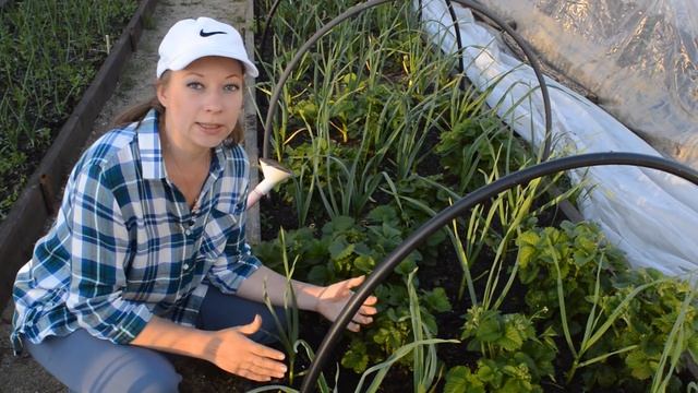 Уход за клубникой весной. Что делать с клубникой весной. Весенняя подкормка и обрезка клубники. смотреть онлайн