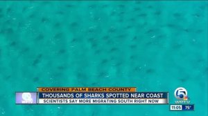 Sharks migrating south along Palm Beach County coast