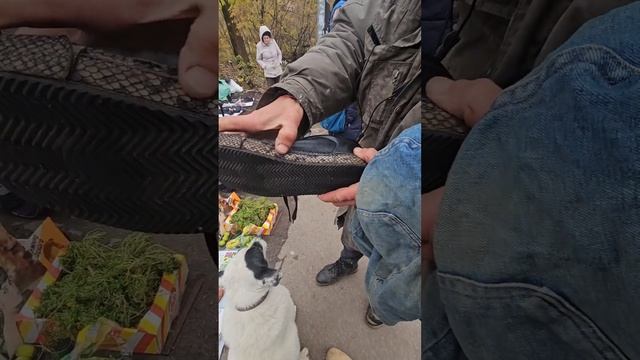 кеды из кобры смотреть онлайн