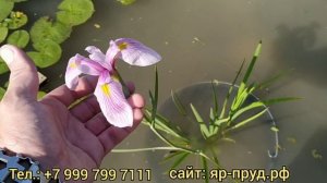 Ирис гладкий (Iris laevigata) 'Rose Queen' (Розе Квин)