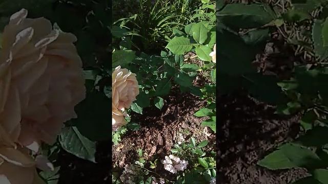 Роза Балерина, кореопсис Загреб и пересорт розы Остина смотреть онлайн