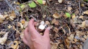 #Тополевая рядовка 2023!!! #funghi #mushroom #грибалка
