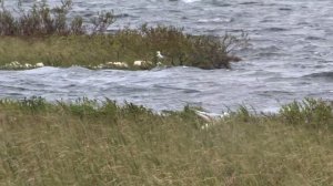 At a colony of the Ross's Gull (Rhodosthetia rosea)