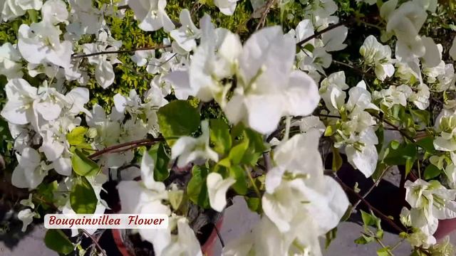 bougainvillea flower смотреть онлайн