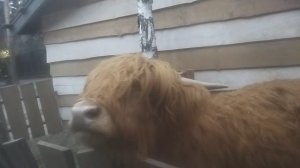 шотландский бычок Леня