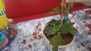 Кротон Голд Сан