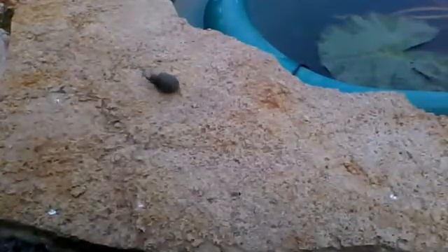 ускоренная съёмка движения улитки смотреть онлайн