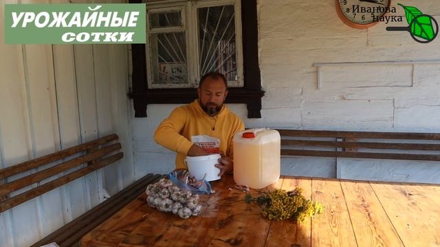 Как подготовить зубки чеснока к посадке с использованием гипса для большого урожая. смотреть онлайн