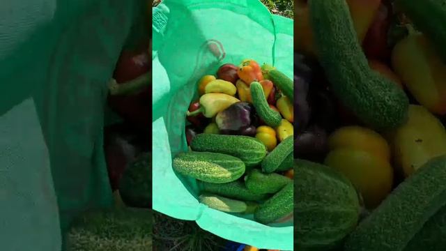 Небольшой урожай за неделю