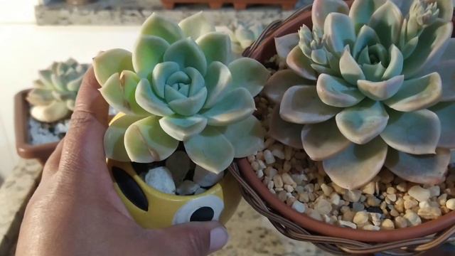 Echeveria Waite Gilva, Graptoveria Fantome:/Duas Suculentas super parecidas,( porém diferentes)... смотреть онлайн