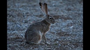 Ludicrous Telephoto Zoom! Nikon 200-500mm f/5.6E ED VR Review