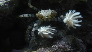 Lybia tesselata (краб анемоновый)