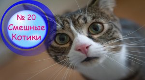 Котики Смешные?№ 20