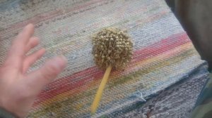 Лук чернушка семена выращивание.Как вырастить головку лука