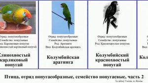 Птица, отряд попугаеобразные, семейство попугаевые, часть 2 попугай амазон аратинга украшенный