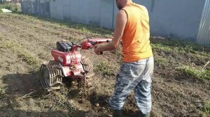 Выкапываем картошку мотоблоком.