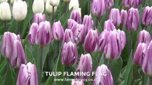 Tulip 'Flaming Flag' - FarmerGracy.co.uk