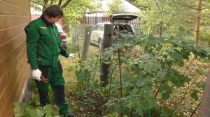 Обрезка ежевики