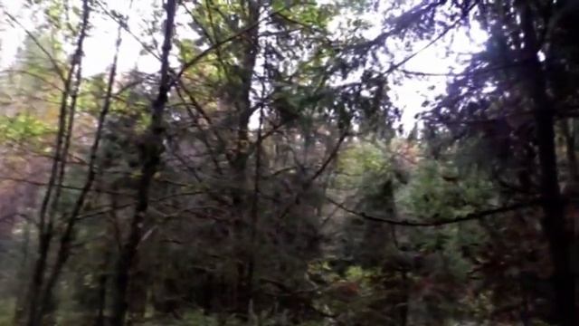 Рядовки Говорушки дымчатые в Октябре По опята смотреть онлайн