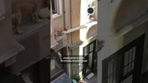 Спасение собаки в Стамбуле попало на видео!