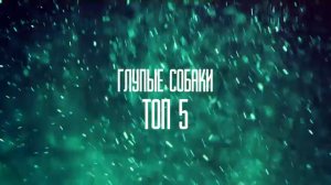 Топ 5 Глупых собак