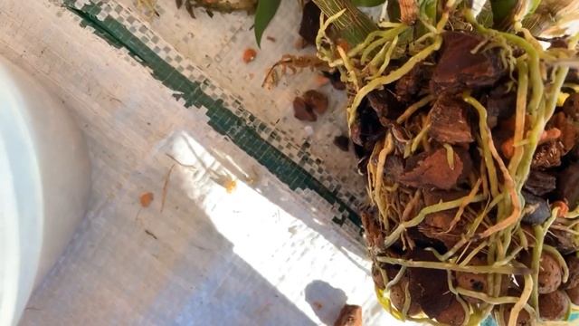 Выращиваем дендробиум Хибики. Пересадка. Грунт. Dendrobium hibiki смотреть онлайн