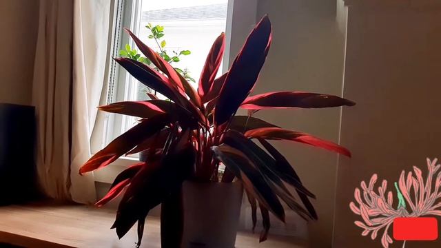 ДИФФЕНБАХИЯ. ЭСХИНАНТУС. СТРОМАНТА. КРОТОН. БОНСАЙ. смотреть онлайн