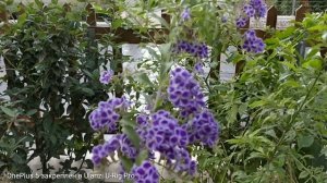 Обзор Ulanzi U-RIG PRO