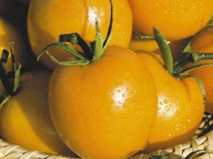 ОБЗОР САМЫХ УРОЖАЙНЫХ ЖЕЛТЫХ ТОМАТОВ С ПОТРЯСАЮЩИМ ВКУСОМ.Мои результаты.2021г.