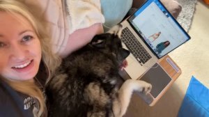 Giant Husky Nearly BREAKS My Laptop!