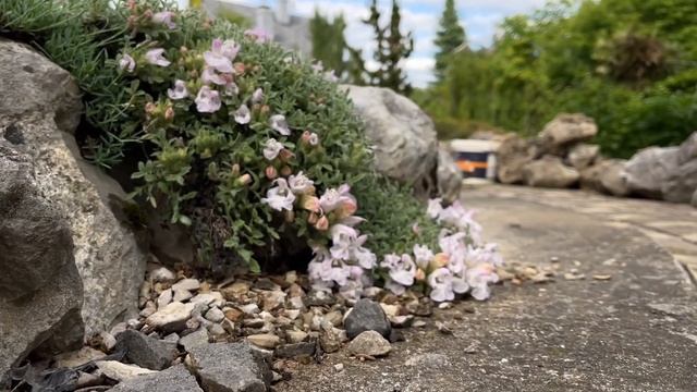 АЛЬПИЙСКИЕ ГОРКИ В МАЕ |  ЦВЕТУЩИЙ САД