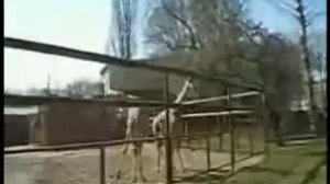 Как дерутся жирафы