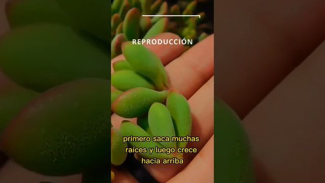 Crassula Rogersii || TODO lo que necesitas saber