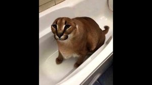 ШЛЕПА рассказывает анекдот про Наташу Ростову. Смотреть всем. ШОК. РЖАКА