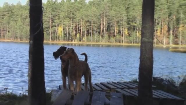 Ирландские терьеры : "Наш любимый лес "