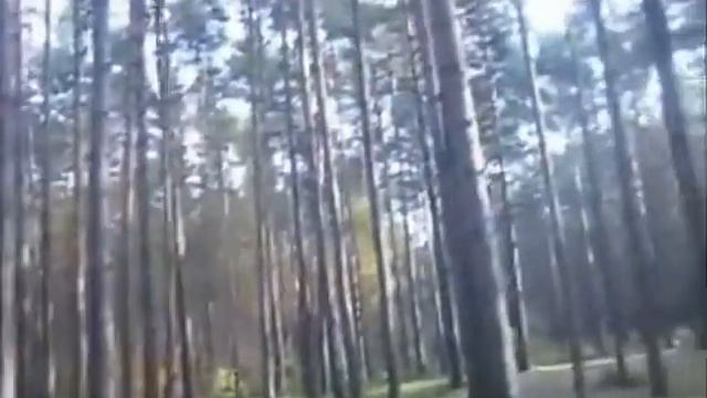 У БЕРЁЗ И СОСЕН смотреть онлайн