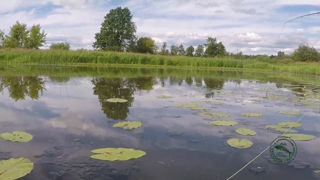Рыбалка на красноперку. Поиск и подбор мушки, способы проводки. Щука атакует!!!