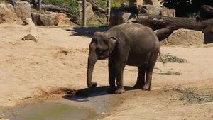 Слоники играют. Маленькие слоники в зоопарке. ПРИКОЛЫ С ЖИВОТНЫМИ. Zoo in Czech Republic, Prague.