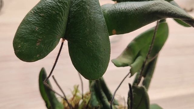 Папоротник Hemionitis Arifolia пробую восстановить после покупки. смотреть онлайн