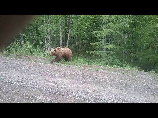 Медведь подошёл близко к поселку / Видео жителей города Ивдель смотреть онлайн