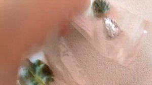 Посылка с мини фиалками и трейлерами.