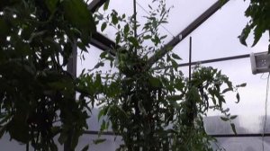 Самые лучшие томаты! Коллекционный томат Говядина с куста №322 - урожайный, вкусный, красивый!