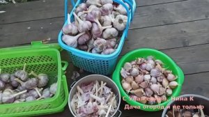 ПРАВИЛЬНАЯ ПОДГОТОВКА ? ЧЕСНОКА К ПОСАДКЕ ОСЕНЬЮ! ?? ЧЕСНОК ОЗИМЫЙ УРОДИТСЯ С КУЛАК