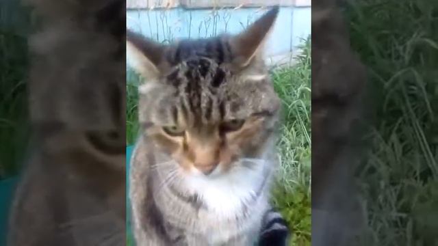 Полосатка.Своё место. смотреть онлайн