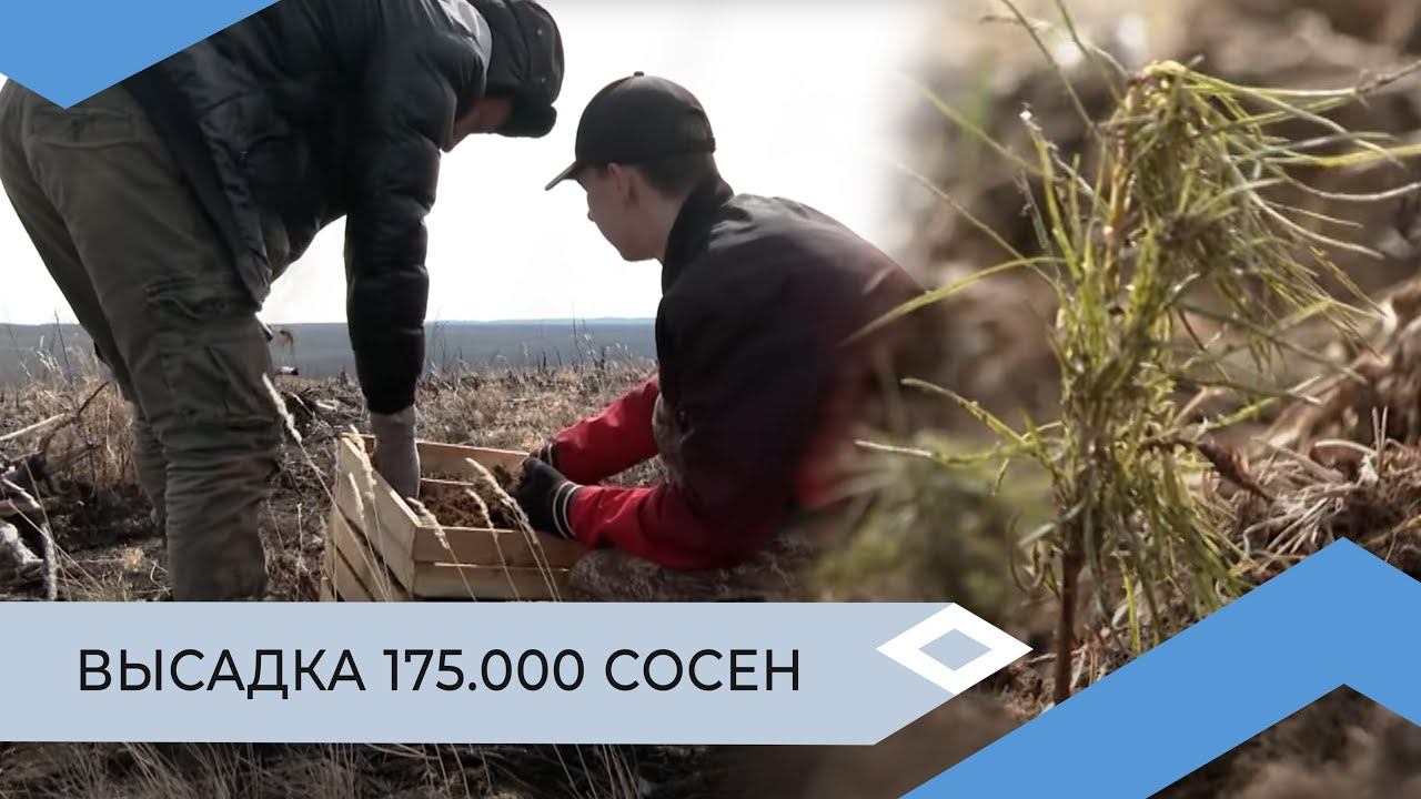 Экологический центр АЛРОСА высадит 175 тысяч сеянцев сосны в Мирнинском районе
