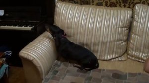 Такса поёт под пианино