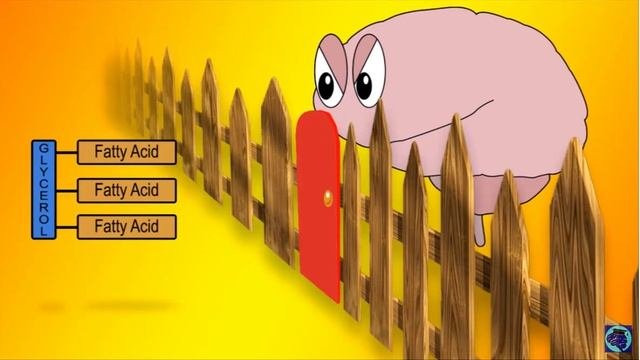 Механизм образования кетонов при кетогенной диете