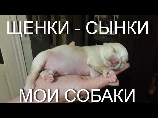 МОИ СОБАКИ. ЩЕНКИ - СЫНКИ. Как дети любимые./MY DOGS. PUPPIES-SONS. As children's favorite.